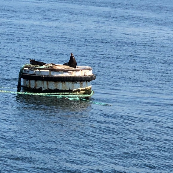 Meet your Posher, LeadBelt Diva - Picture 5 of 7